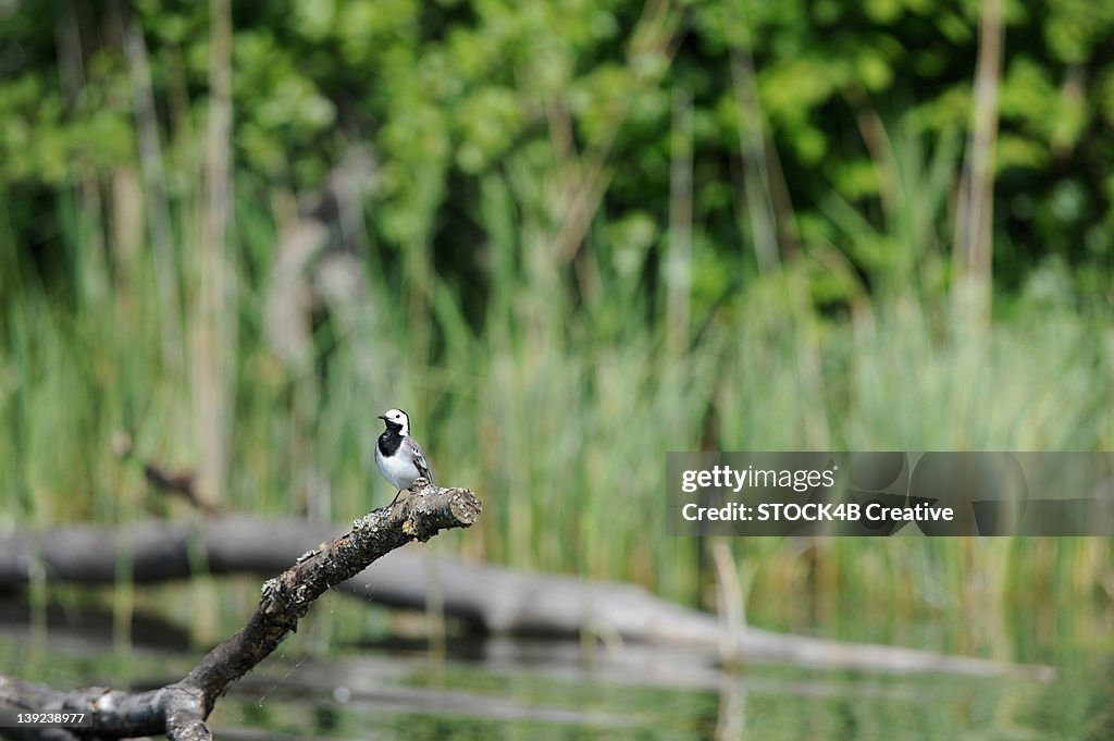 Bird perching on branch at River Krutynia, Masuria, Poland
