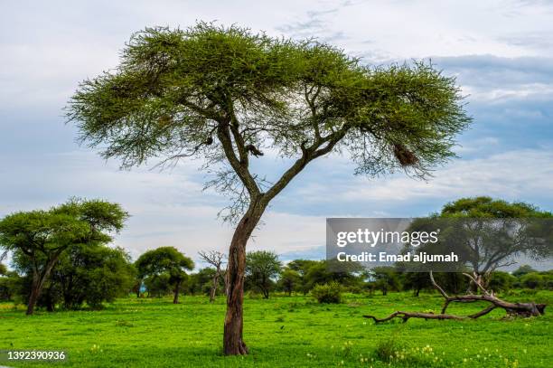 umbrella tree in tarangire national park, tanzania - vachellia tortilis stockfoto's en -beelden