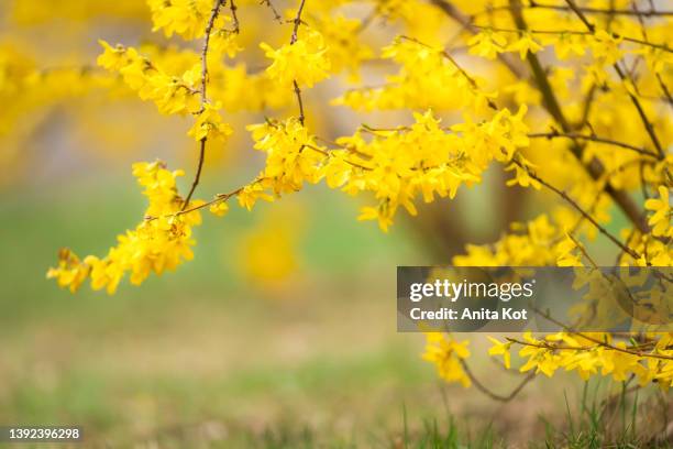 blooming forsythia - forsythia x intermedia spring glory stock pictures, royalty-free photos & images