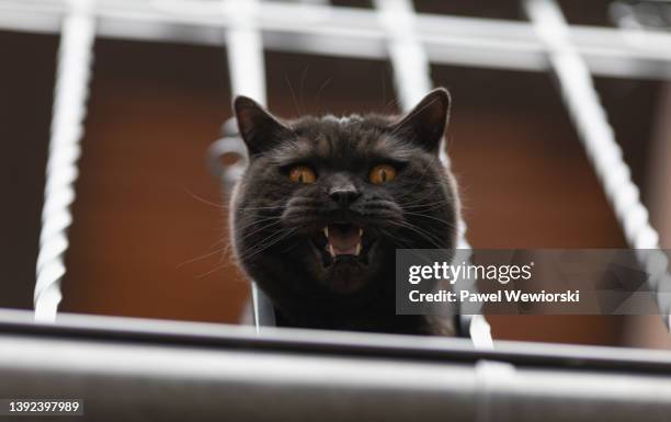 meowing cat - meowing bildbanksfoton och bilder