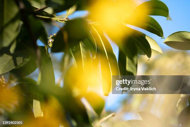 beautiful yellow wildflower buds on green leaves background with bokeh. - albero di limone foto e immagini stock