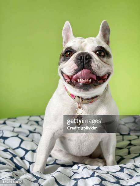 cute pied french bulldog portrait - dog tag stock pictures, royalty-free photos & images