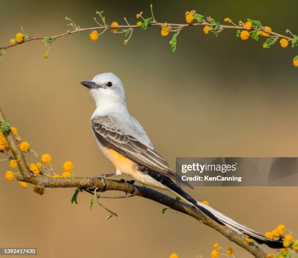 scissor-tailed flycatcher - vliegenvanger vogel stockfoto's en -beelden