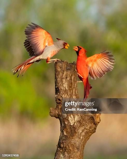 pyrrhuloxia male and cardinal male sparring - fight or flight stock pictures, royalty-free photos & images