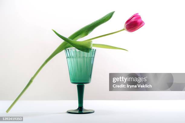 pink purple tulip flower and  glass of water on white gray  color background. - white rose flower spa photos et images de collection