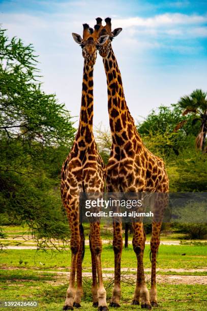 giraffe in tarangire national park, tanzania - tarangire national park stockfoto's en -beelden