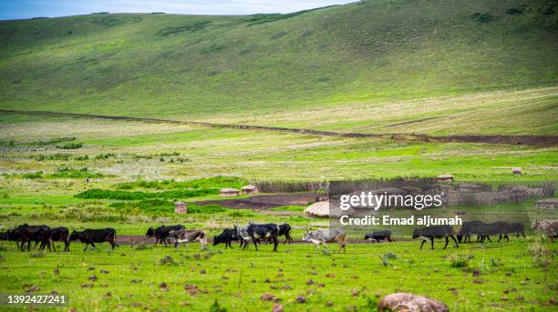 livestock animals in masai village, ngorongoro conservation area,  tanzania - ngorongoro foto e immagini stock