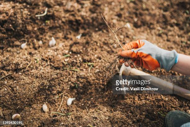 nahaufnahme des knoblauchpflanzprozesses und der entfernung von unkraut - garlic clove stock-fotos und bilder
