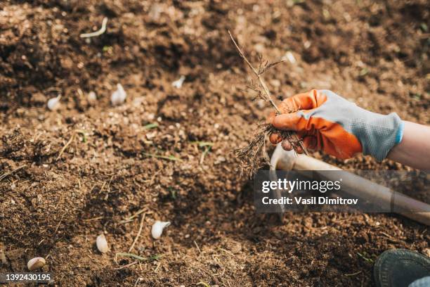 close-up of garlic planting process and removing weeds - garlic clove stock pictures, royalty-free photos & images