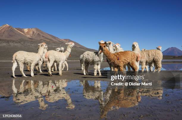 alpaca and misti volcano in peru - llama stock pictures, royalty-free photos & images