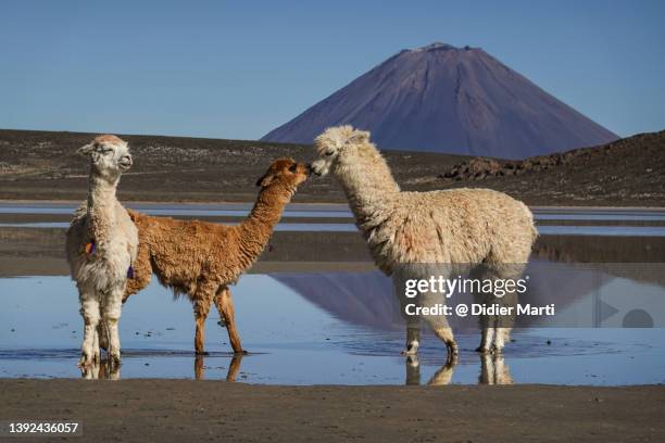 alpaca and misti volcano in peru - altiplano bildbanksfoton och bilder