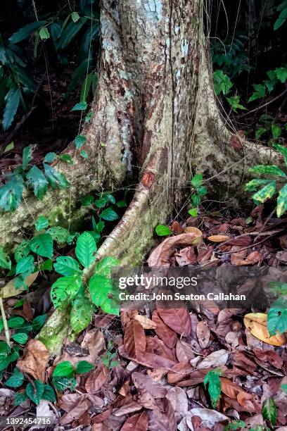 singapore, bukit timah nature reserve - bukit timah nature reserve stock pictures, royalty-free photos & images