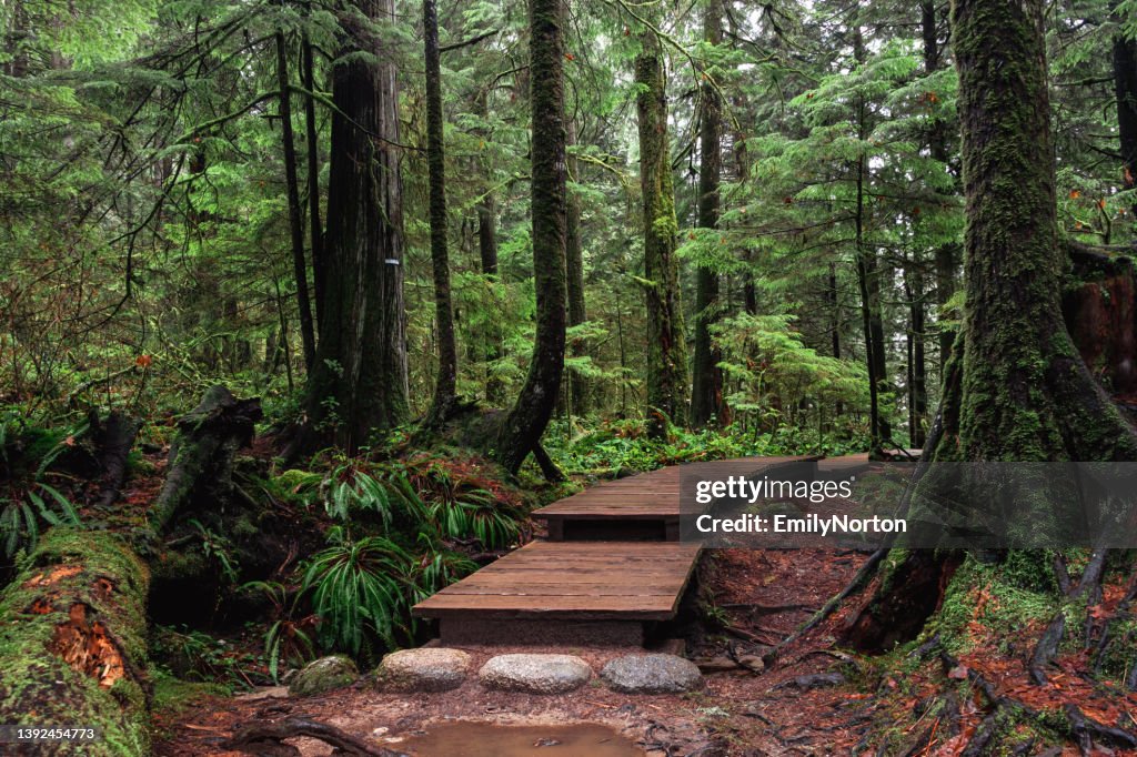 Lynn Canyon Park