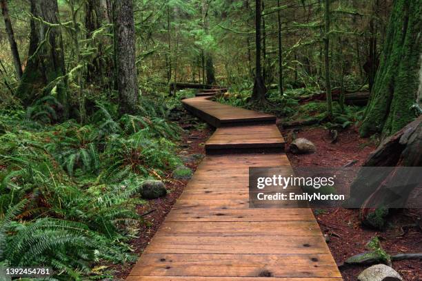 lynn canyon park - boardwalk stockfoto's en -beelden