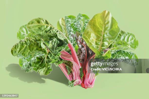chard leaves with pink stems and green leaves at pale green background - chard stock pictures, royalty-free photos & images