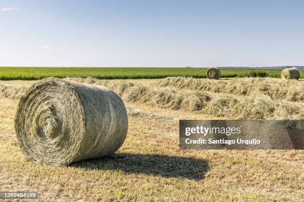 rounded hay bales on a field - hainaut 個照片及圖片檔