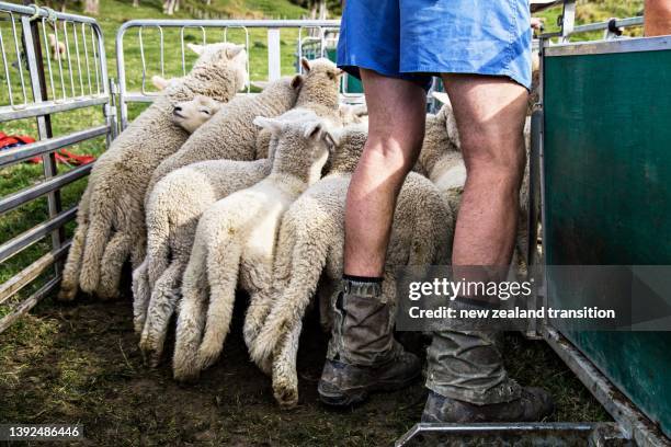 low angle view of a farmer and lamb in a pen - new zealand farmers stock-fotos und bilder