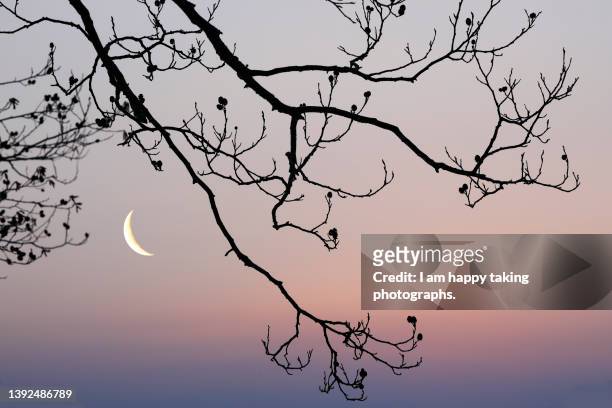 crescent moon and alder branches - crescent stock pictures, royalty-free photos & images