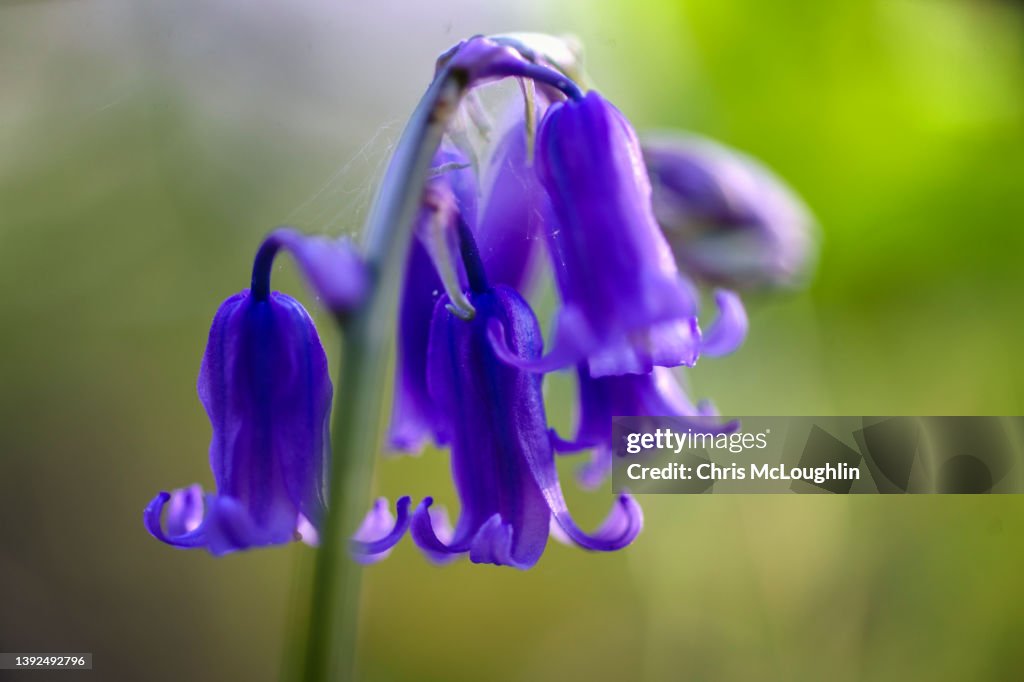 Nature, Bluebells 2022