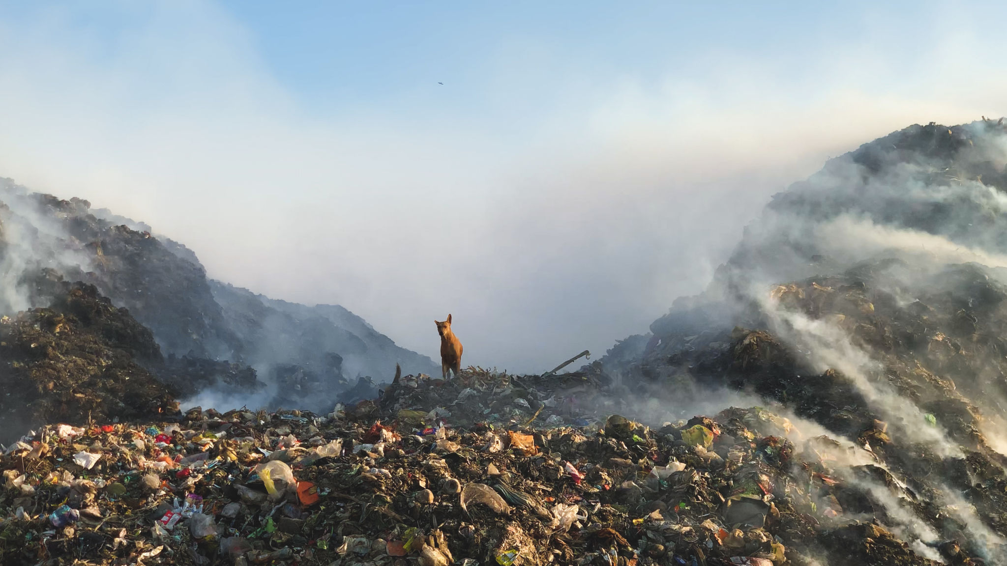 pet waste pollution