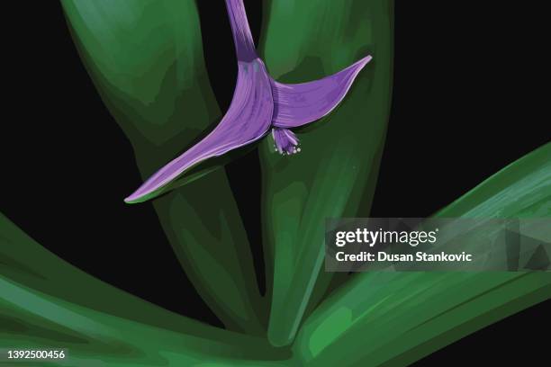 ilustrações de stock, clip art, desenhos animados e ícones de macro illustration of a lily stem - purple heart