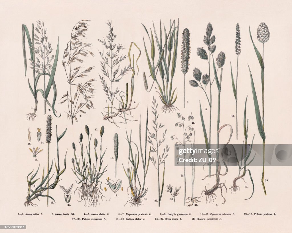 Grasses (Poaceae), hand-colored wood engraving, published in 1887
