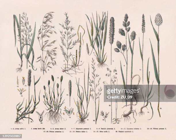 grasses (poaceae), hand-colored wood engraving, published in 1887 - timothy grass stock illustrations