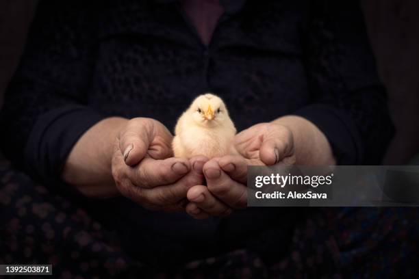 fragility - baby chicken bildbanksfoton och bilder