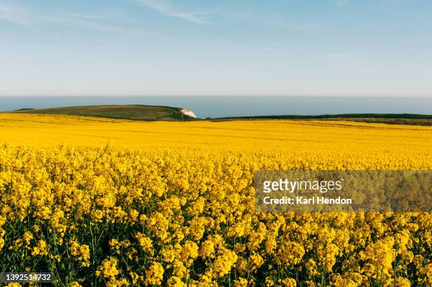 a rapeseed field on a sunny day - isle of wight bildbanksfoton och bilder