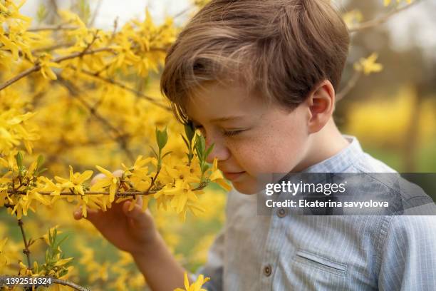 a blond cute boy with freckles near a yellow spring bush. close-up. - forsythia stock-fotos und bilder