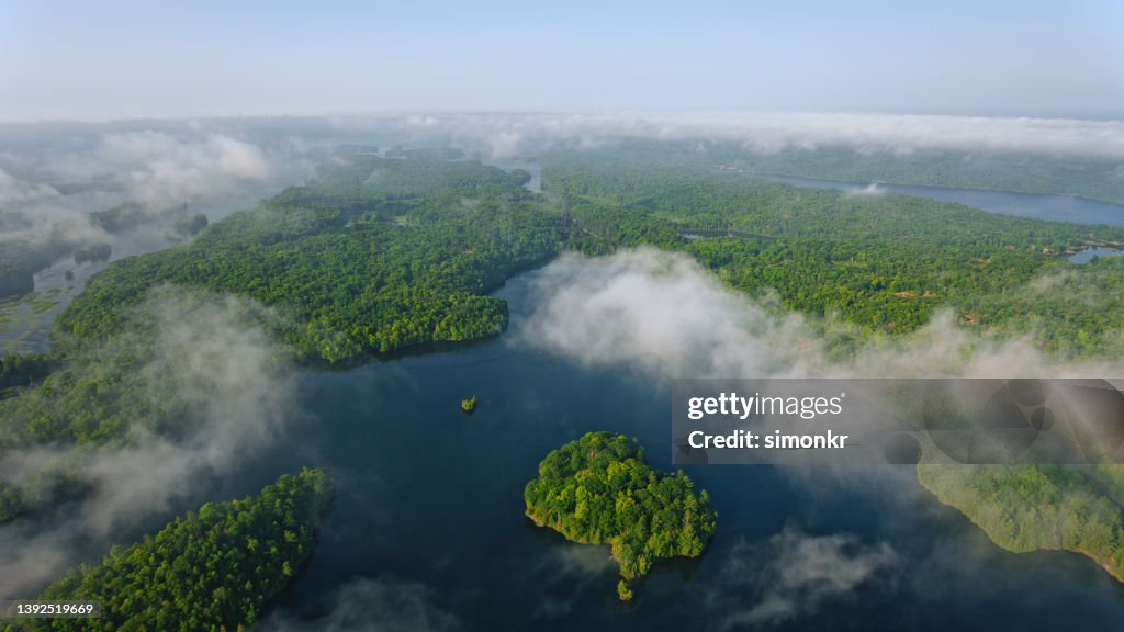 View of trees in forest
