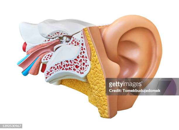 ear - otitis fotografías e imágenes de stock