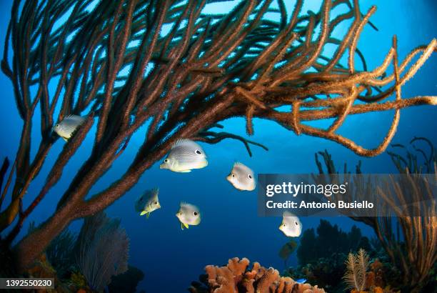 foureye butterflyfish swimming below soft coral - 蝴蝶魚 個照片及圖片檔