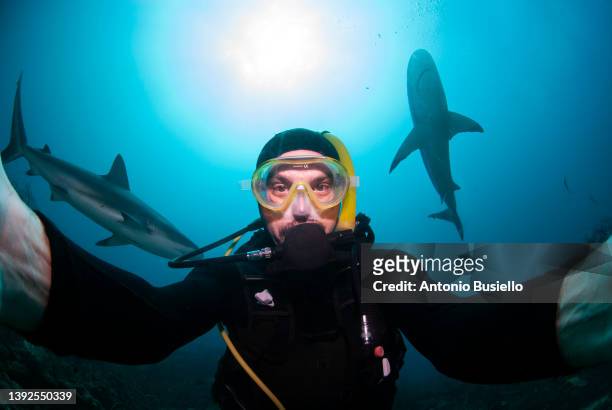 selfie of a diver with sharks - honduran jokes stock-fotos und bilder