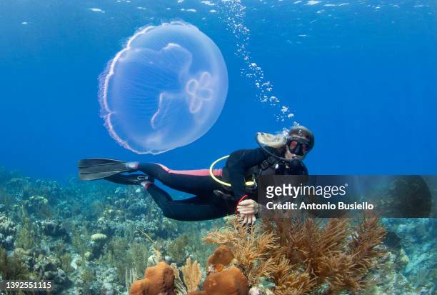 diver looking at jellyfish - honduras people stock pictures, royalty-free photos & images