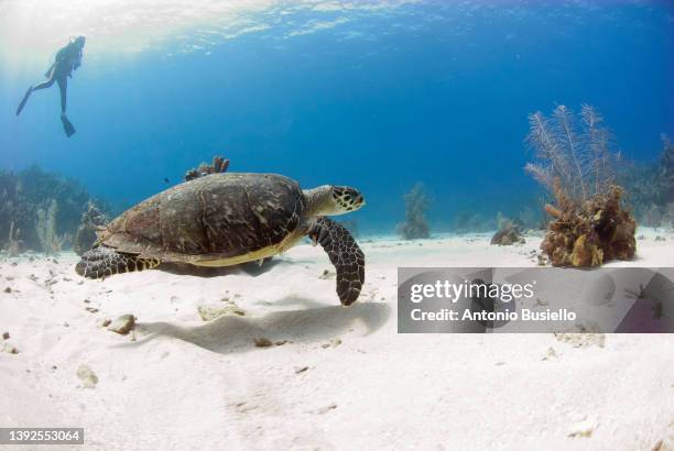 sea turtle with diver - bonaire stockfoto's en -beelden