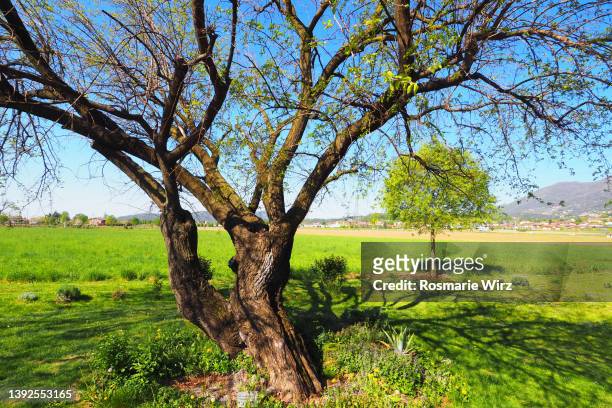 centenary mulberry tree in spring landscape, lombardy - mulberry bush foto e immagini stock