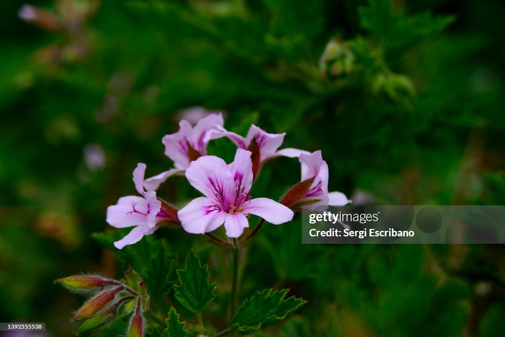 Pelargonium graveolens, Scented Geranium