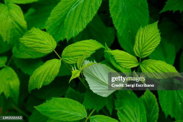 Id Raspberry Plant 608 Raspberry Plant Stock Photos, High-Res Pictures, and Images - Getty ...