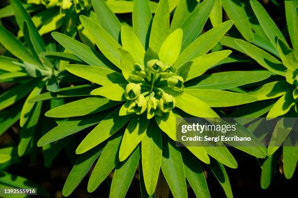 symmetry in nature - fibonacci stock pictures, royalty-free photos & images