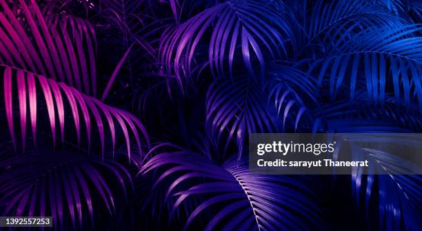 tropical palm leaves are dyed neon purple and blue. - ultraviolett stock-fotos und bilder