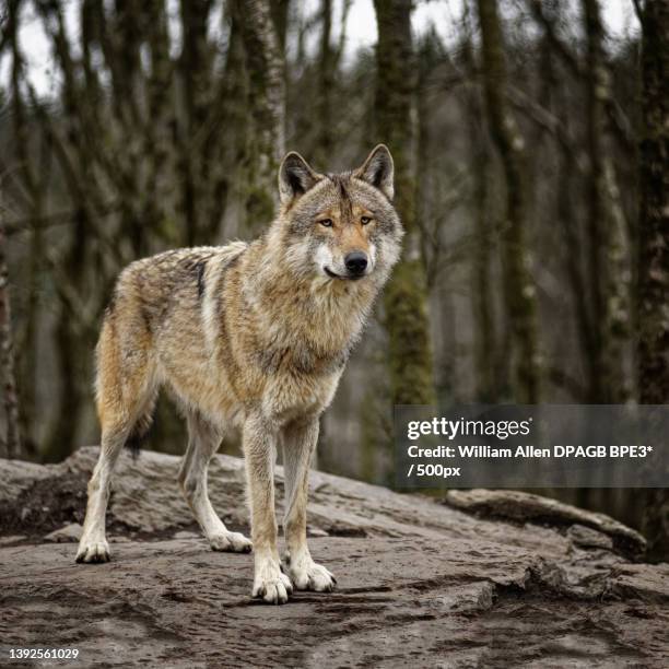 wolf,portrait of gray wolf standing on rock - grijze wolf stockfoto's en -beelden