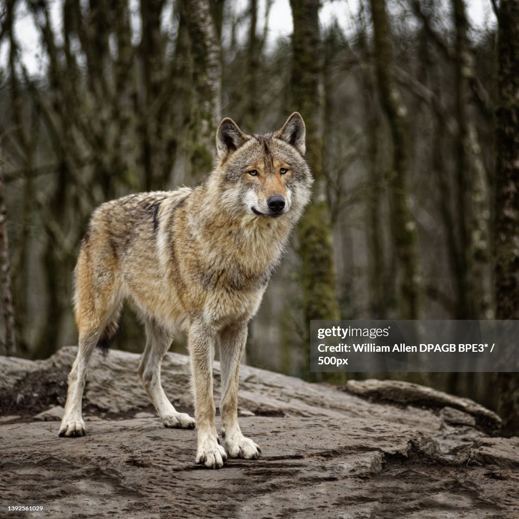 Wolf,Portrait of gray wolf standing on rock