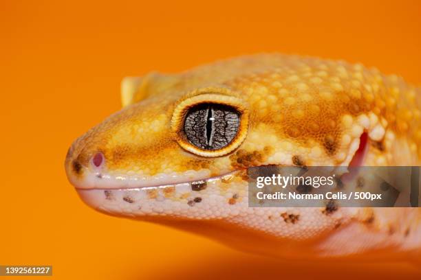 tangerine leopard gecko,close-up of gecko against orange background,manila,philippines - leopard gecko stock pictures, royalty-free photos & images