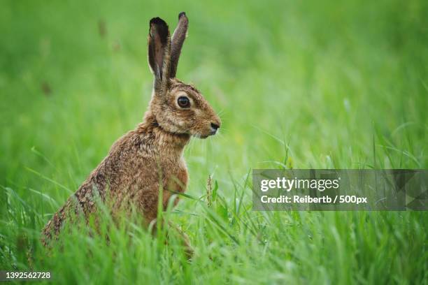 happy eastern,close-up of rabbit on grassy field,germany - brown hare stockfoto's en -beelden