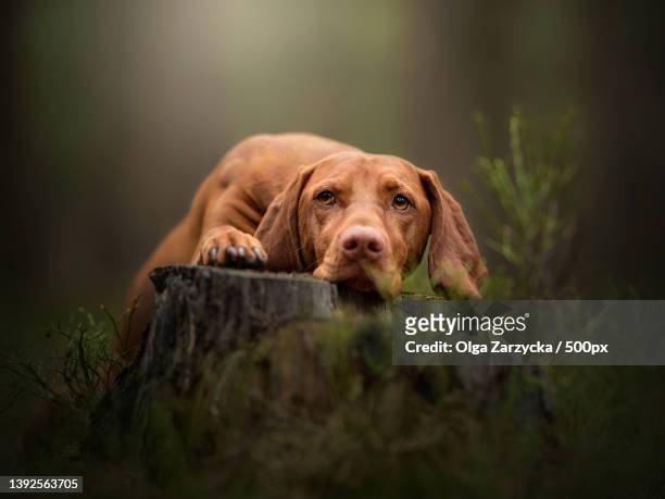 dog on the stump,portrait of vizsla on field - hungarian culture stock-fotos und bilder