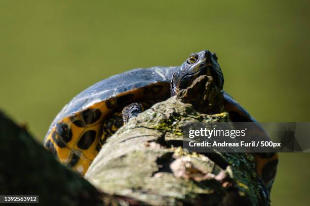 gelbbauch schmuckschildkrten,close-up of turtle on rock - florida red belly turtle stock pictures, royalty-free photos & images