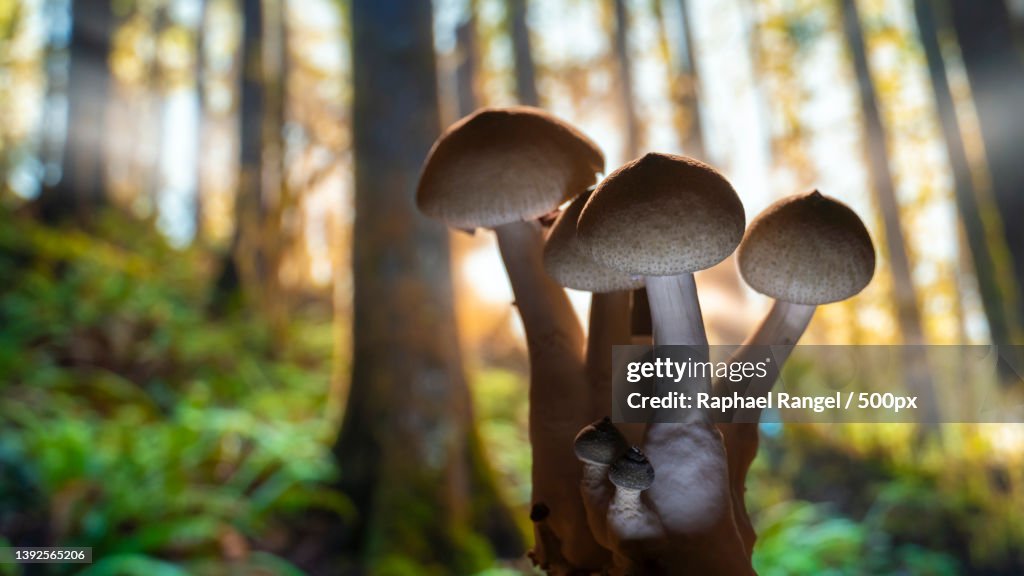 The gift of Nature,Close-up of mushrooms growing in forest