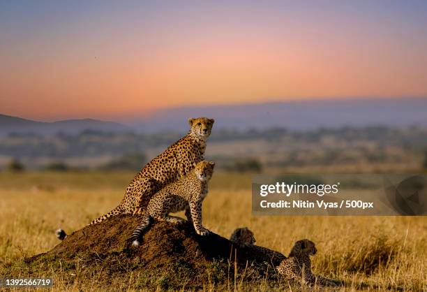 full frame view of wild cats in the safari,side view of cheetah family resting on mound during sunset,maasai mara national reserve,kenya - maasai mara national reserve stock pictures, royalty-free photos & images