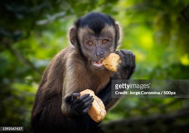 close-up of capuchin monkey eating food,georgetown,guyana - georgetown imagens e fotografias de stock
